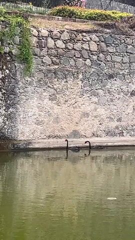Two black swans swim on a green pond near a stone wall.  The wall has plant life growing from the top and side. The water's surface reflects the wall and swans.