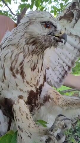 A close-up shot shows a taxidermied hawk with its wings spread. The hawk has white and brown feathers and sharp talons. The hawk is perched on a branch, and a person's hand is visible in the background, holding the hawk. The environment appears to be outdoors, with trees and foliage visible. The lighting is natural, suggesting daylight.