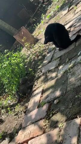A black cat is perched on a brick pathway, its body angled slightly away from the camera. To the left, a gray cat is nestled in the dirt and grass, appearing to be resting or sleeping. The environment is outdoors, with sunlight casting shadows on the bricks and surrounding vegetation. A metal object, possibly a cage or part of a fence, is visible in the background. The scene is framed from a high angle, looking down at the cats and pathway.
