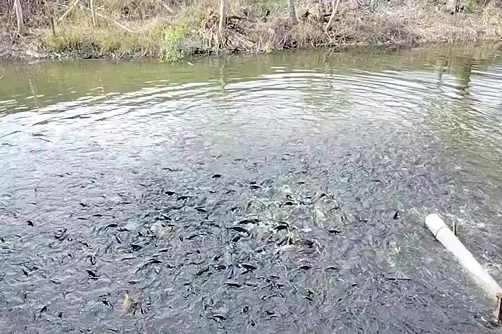 A school of small dark fish thrash wildly in shallow greenish water, their movement concentrated in a central area where something is being introduced. The camera is positioned low, angled down towards the water. In the foreground right, a section of a white pipe or pole enters the frame. The background shows a muddy bank lined with thin, bare trees. The water is calm with a slight ripple around the feeding frenzy.