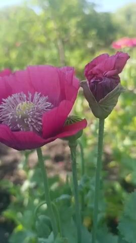 The video shows a close-up view of two pink poppies in a garden. One poppy is fully bloomed, showcasing its vibrant petals and intricate center. The other poppy is still a bud, tightly closed, with its outer sepals green and slightly fuzzy. The background is blurred, but suggests a sunny outdoor setting with green foliage and other flowers visible. The focus is on the delicate textures and colors of the poppies.