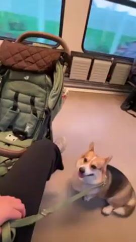 A video shows a person sitting in a train or light rail, next to a green stroller. The person is wearing black pants and white shoes.  A corgi dog sits on the floor, with its tongue hanging out, attached to a green leash being held by the person.  The train is moving, with trees and buildings visible through the windows.  An announcement can be heard in German.
