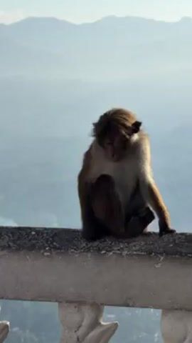 A monkey sits on a concrete wall. Behind the monkey is a landscape with mountains and trees fading into the blue haze of the background. The monkey is looking slightly down.