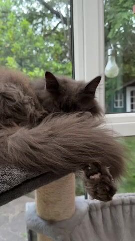 A fluffy, dark gray cat is sleeping on a cat tree. Its face is partially hidden by its tail and paw. The cat's paw is resting on the edge of the cat tree, and its claws are visible. The cat tree is gray and covered in sisal rope. In the background, there is a window with a view of trees and a small building.