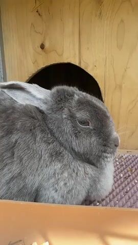 A close-up shot shows a fluffy grey rabbit resting inside a wooden hutch. The rabbit is facing to the right, with its eyes mostly closed. The hutch has a circular opening in the background. The rabbit is sitting on a textured mat.