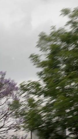 The video shows a blurred view of trees and sky, taken from a moving vehicle. The trees are visible with branches and leaves, in shades of green and purple. The sky is grey and overcast. The camera movement is rapid and shaky.