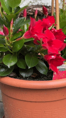 Garden flower tour with close-up plant photography in Krefeld