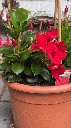 Garden flower tour with close-up plant photography in Krefeld