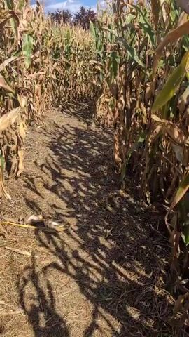 The video shows a pathway through a corn maze. The corn stalks are tall and dry, with some green leaves remaining. The ground is covered in dry leaves and straw. The sun casts long shadows from the corn stalks across the path. There are no people visible in the video. The sky is blue with some clouds. The video appears to be shot from a moving perspective, walking down the path.