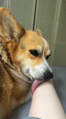 Corgi licks person's arm in Becherbach, Germany