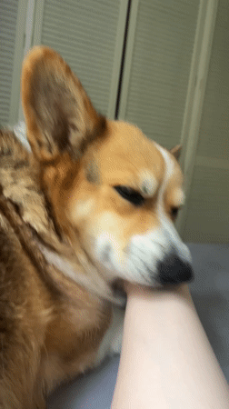 Corgi licks person's arm in Becherbach, Germany