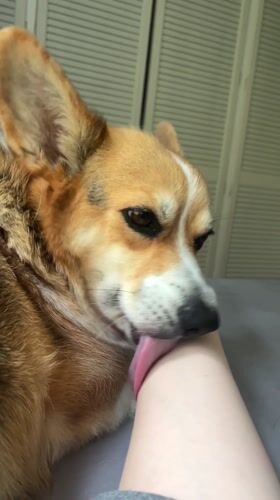 Corgi licks person's arm in Becherbach, Germany