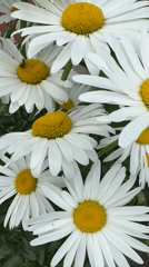 Urban wildflowers and pollinators in Narowlya, Belarus