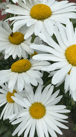 Urban wildflowers and pollinators in Narowlya, Belarus