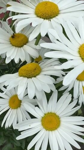 Urban wildflowers and pollinators in Narowlya, Belarus