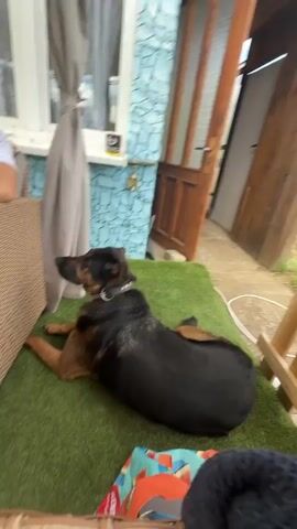 A black and tan dog with a silver chain collar is initially lying on green artificial turf. A man wearing a white t-shirt and sunglasses on his head is seated in a brown wicker chair to the left. The dog quickly sits up when prompted by an unseen person. The dog then extends its right paw to the person's hand, followed by its left paw. The person holds the dog's left paw briefly. The background shows a building with a blue and white patterned wall, a window with a grey curtain, and a wooden door.