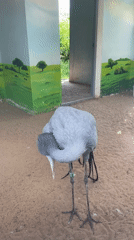 Early morning wildlife scenes documented at Moscow Zoo
