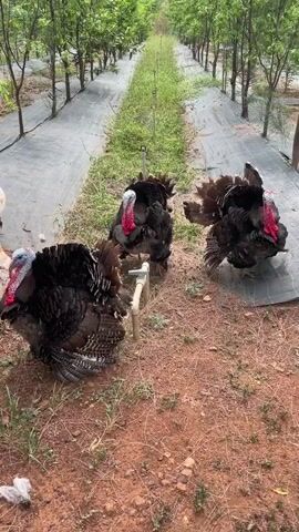 The video shows multiple turkeys, primarily black with red wattles, and some lighter-colored (white/light brown) turkeys, in an outdoor setting. They are in an agricultural area, likely an orchard or tree farm, characterized by rows of young trees and black ground cover laid out on the reddish-brown soil.

In the first shot, three black turkeys are visible. One is near a white faucet pipe extending from the ground, and another is partially visible on the left. A white turkey is seen walking in the background. The black ground cover runs in strips between the tree rows.

The scene then shifts, showing more turkeys. A large grey pole with a concrete base is in the foreground. Several turkeys, both black and lighter-colored, are walking around the base of the pole. One black turkey is seen with its tail fanned out. In the background, rows of young trees are visible, extending into the distance, with the black ground cover sheets on either side of a grassy path. The turkeys are actively moving and making characteristic gobbling sounds throughout the video. A white bucket is visible in the background in one frame. The overall impression is a bustling farm or orchard environment with the turkeys freely roaming.