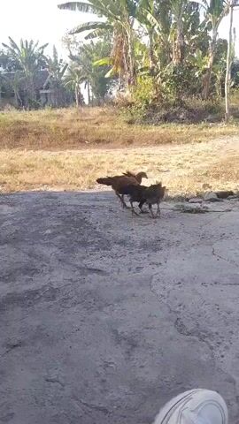 The video shows a rural scene with three chickens walking on a gray, concrete surface. In the background, there is dry, yellow grass, some trees, and a building. The chickens are dark in color and appear to be moving from left to right. The lighting suggests it is daytime.