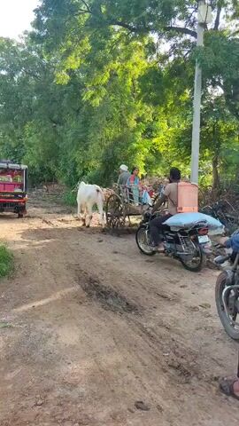 A white bull pulls a wooden cart with two people on it, a man and a woman. A motorcycle is positioned behind the cart, with a man on it. The motorcycle has a large orange sprayer on the back. The scene is on a dirt road surrounded by trees and vegetation.
