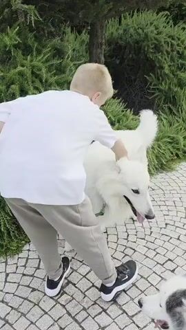 A young boy in a white t-shirt and grey pants is petting a large white dog on a leash. The dog has its tongue hanging out. Another dog, partially visible in the foreground, appears to be a husky. They are outdoors on a paved walkway surrounded by greenery. The boy turns to look at the camera, then turns back to the dog.
