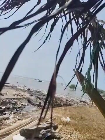 The video pans across a palm tree with dry fronds, revealing a body of water and a rocky shoreline in the background. A white building with windows is partially visible behind the palm tree. The ground is covered in dry grass and scattered debris, including some white plastic items and what appear to be pieces of wood or building materials. The sky is clear and bright. The video appears to be filmed outdoors on a sunny day, possibly near a coast or a large body of water. There are no people visible in the video.