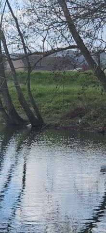 The video shows a still shot of a body of water with a grassy bank and trees.  The trees have bare branches, suggesting it is late fall or winter.  The water reflects the sky and the trees.  A bird, possibly a duck, is visible on the bank near the water's edge.  The overall scene is calm and peaceful. A low-flying aircraft can be heard.