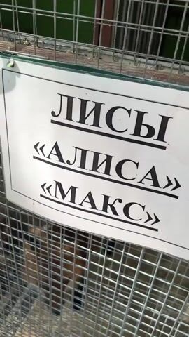 The video shows a sign in Russian that reads "Foxes" and then "Alisa" and "Max" in quotation marks, indicating the names of two foxes. Below the sign, a fox is visible behind a metal cage, looking at the camera. The fox has reddish-brown fur, white markings on its chest, and black legs and ear tips. The background appears to be an enclosure with a green wall and some loose bedding on the ground. The cage is made of wire mesh.