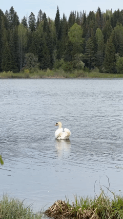 White swan spotted swimming in lake near Nozhovka, Russia