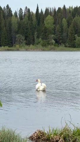 The video shows a single, white swan swimming in a lake. The swan is surrounded by calm water with small ripples.  A line of green trees can be seen in the background. The sky is overcast. The swan is facing away from the camera and grooming itself. A patch of vegetation is visible in the lower left of the frame.
