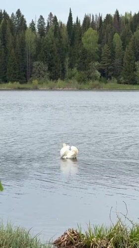 White swan spotted swimming in lake near Nozhovka, Russia