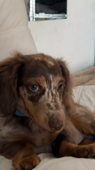 Dachshund puppy and avocado salad, Tel Aviv afternoon