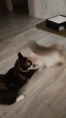 Domestic cats observed in routine indoor activities over 40-minute period