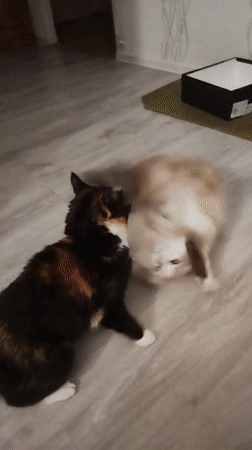 Domestic cats observed in routine indoor activities over 40-minute period