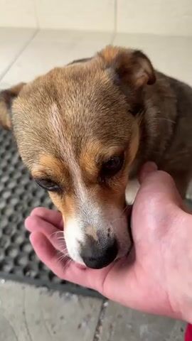 This is a close-up, vertical video of a small to medium-sized dog with brown and white fur, interacting with a human hand. The dog's head is lowered, and it appears to be licking or nudging the fingers of an outstretched hand. The dog has expressive brown eyes and tan markings around its face and ears. The human hand is pink and appears to be resting on a dark, textured surface, possibly a doormat. In the background, a light-colored tiled wall and the edge of a concrete or tiled floor are visible. The scene appears to be outdoors, possibly near an entrance, given the doormat and tiled flooring. The lighting suggests it could be daytime, though no specific time of day can be determined with certainty. The interaction between the dog and the hand conveys a sense of affection or gentle interaction. There is no visible text in the media file.