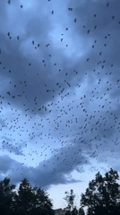 Birds, pets, and a playground at dusk in Sofia