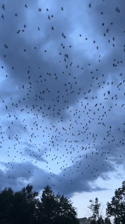 Birds, pets, and a playground at dusk in Sofia