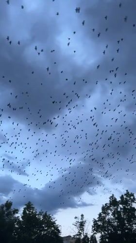 Birds, pets, and a playground at dusk in Sofia