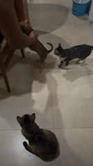 Multi-pet household in Mengwi doing regular Saturday things