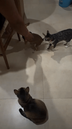 Multi-pet household in Mengwi doing regular Saturday things
