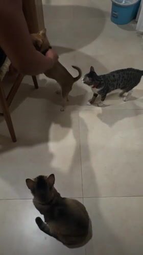 Multi-pet household in Mengwi doing regular Saturday things