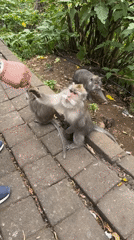 Monkeys observed with baby on path in Sukasada Indonesia