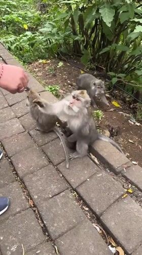 Monkeys observed with baby on path in Sukasada Indonesia