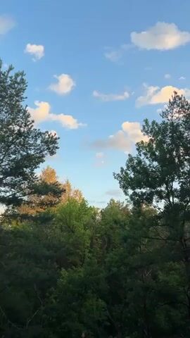 The video pans across a natural outdoor scene. The sky is blue with scattered white and yellow clouds. Below the sky is a dense forest with various shades of green trees. In the foreground, there are tall pine trees with dark green needles and shorter trees with lighter green foliage. The ground appears to be sandy and covered with dry grass. There are no people or animals visible in the video. The overall impression is of a peaceful, wooded area during what appears to be late afternoon or early evening, judging by the lighting on the clouds.