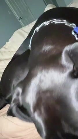 A close-up shot shows a black dog with its head resting on a person's hand on a bed. The dog's snout is touching the hand, and its eyes are looking at the camera. The background is blurry, but it appears to be a bedroom with a gray wall and beige bedding.
