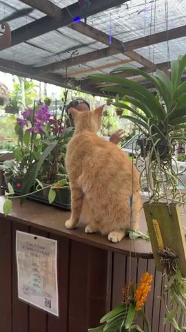 A woman standing behind a counter in a plant nursery smiles at the camera over the back of an orange tabby cat. The cat sits on the counter amongst various potted orchids, some hanging in baskets. A sign advertising yoga at Bamboo & Orchid Garden is visible on the side of the counter. The nursery has a corrugated metal roof.