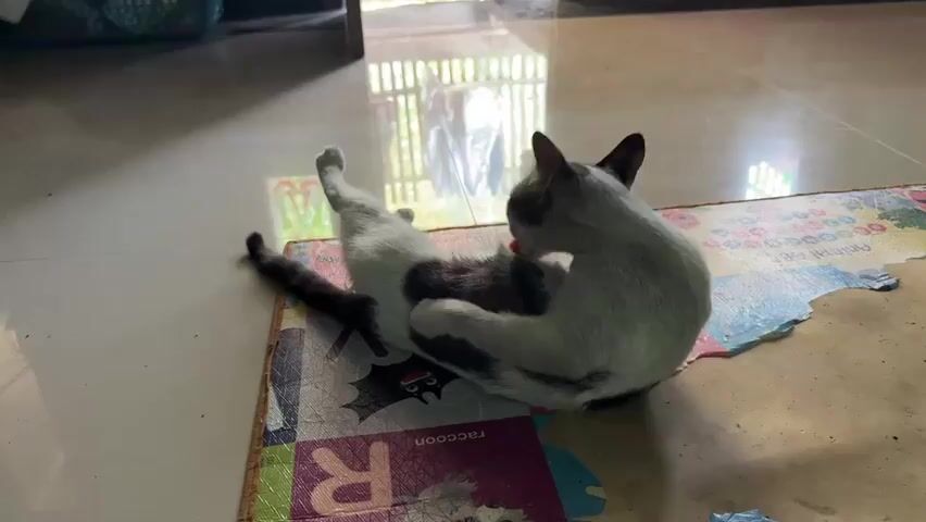 A cat is grooming itself on a colorful mat. The cat is white with dark markings on its head and tail. It is lying on its back with its legs in the air. The mat has letters and pictures on it, including the word "RACCOON". The cat is in a room with tiled floors and a doorway in the background. Sunlight is streaming in from the doorway.