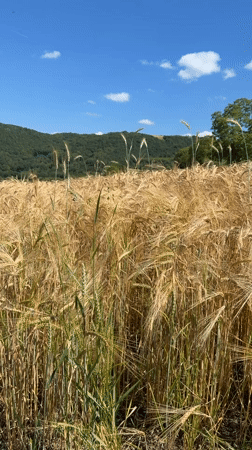 Rural afternoon stroll through Odernheim am Glan countryside
