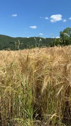 This is a vertical video of a field of wheat under a clear blue sky with scattered white clouds. The wheat is tall and golden, with some green stalks in the foreground. In the background, there are rolling green hills covered in trees. The sun is shining brightly, casting a warm glow on the scene. The video appears to be filmed on a calm day, as there is no visible wind to move the wheat stalks.