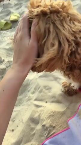 A person's hand pets a fluffy brown dog wearing a red harness on a sandy beach. The dog then turns and walks away, with the person's hand briefly appearing again. In the background, other people are visible sitting and standing on the beach near the water. Yellow flip-flops are present in the foreground left, and a purple towel is visible in the foreground right.